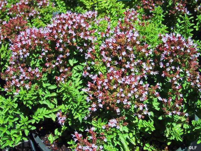 Origanum Majorana